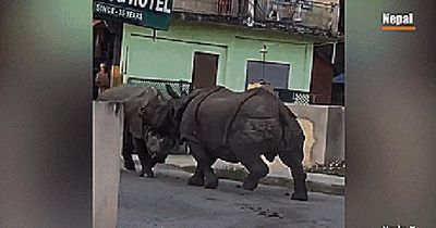 Hai 'quái thú' khổng lồ đại chiến ngay trên đường phố Nepal