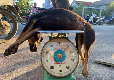 Bắt quả tang 1 đối tượng đang thực hiện hành vi bắt trộm chó bằng đánh bả