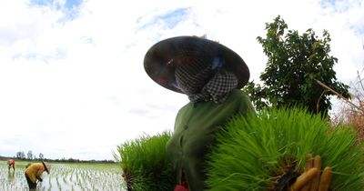 Vòng đời của hạt lúa tại Đồng bằng sông Cửu Long