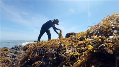 Quảng Ngãi chung tay bảo vệ hệ sinh thái rong mơ