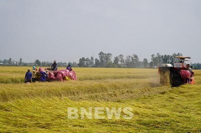 An Giang giảm chi phí sản xuất, nâng lợi nhuận cho nông dân trồng lúa