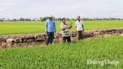 Tràm Chim từng bước xây dựng nền kinh tế nông nghiệp sinh thái