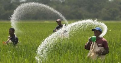 Ngành phân bón thế giới gặp khó