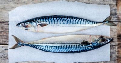 Một loại cá quen thuộc của người Việt bất ngờ có lượng omega-3 cao gấp hơn 2 lần cá hồi, giá lại rẻ hơn nhiều