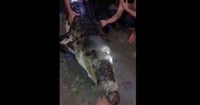 Rùng mình clip hàng chục người la hét, kéo 'sát thủ đầm lầy' hung tợn lên bờ ngay nơi trẻ em vui chơi