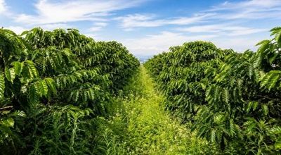 Phát cỏ thay phun thuốc - Cách làm mới giúp nhà vườn Lâm Đồng tăng giá trị nông sản