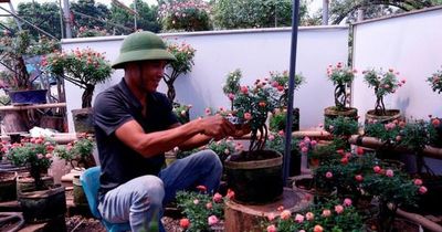 Người nông dân dành cả thập kỷ hiện thực hóa giấc mơ nâng tầm nghề trồng hoa Việt