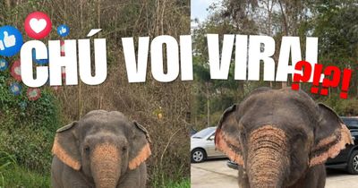 Chú voi con mũm mĩm khiến dân mạng cưng quá chừng chỉ là sản phẩm AI?