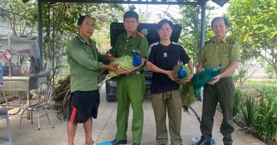Nuôi làm cảnh suốt nhiều năm, người dân tự nguyện giao nộp 9 chim công Ấn Độ quý hiếm