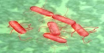 Số ca nhiễm vi khuẩn Salmonella tại Anh cao nhất trong 10 năm