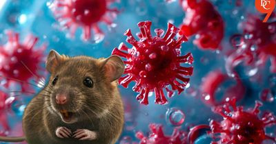 Thế giới virus đang biến đổi khó lường