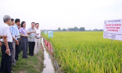Bắc Ninh: Giống lúa T58 chất lượng cao mở rộng triển vọng sản xuất