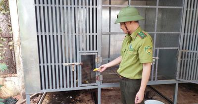 Gia Lai: Vây bắt thành công 2 con khỉ đi lạc về chăm sóc