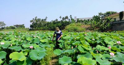 Tiềm năng trồng sen đa giá trị ở vùng đất trũng của Trấn Yên