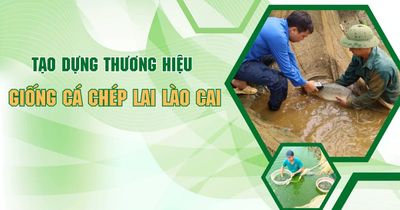 Tạo dựng thương hiệu giống cá chép lai Lào Cai