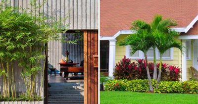 Người xưa dặn: 3 cây trồng trước nhà tiền tài tiêu tán, đem trồng sau nhà con cháu đời đời ấm no