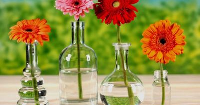 Những ai thích hợp trồng hoa đồng tiền?