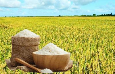 Giá lúa gạo hôm nay 29/5/2026: Trong nước ổn định, neo ở mức cao