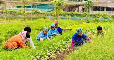 Những người 'nông dân số' ở Nam Phù