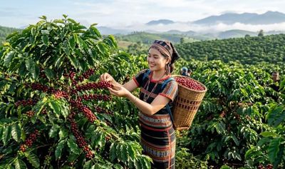 Giá cà phê hôm nay 30.5: Tây Nguyên tăng 1.400 đồng/kg