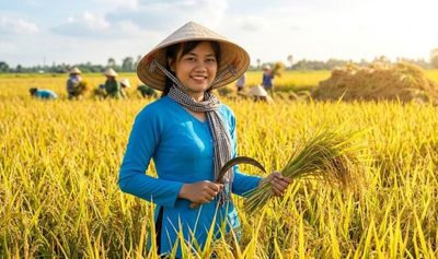 Giá lúa gạo 30.5: Giao dịch khởi sắc nhưng thương lái vẫn dè dặt