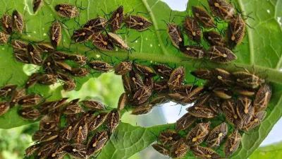 Ăn bọ xít rừng tự bắt, 6 người ở Thanh Hóa nghi ngộ độc phải nhập viện