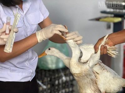 Điện Biên chỉ đạo không được che giấu tình trạng dịch bệnh cúm A(H5N1) trên địa bàn