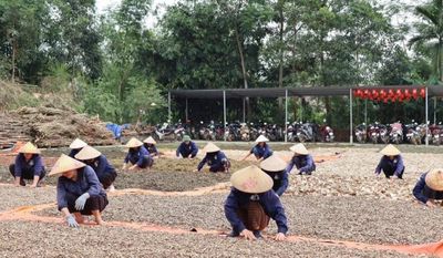 Hợp tác xã chung tay gìn giữ nguồn gene dược liệu quý