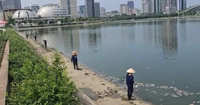 [Video] Cá chết hàng loạt tại hồ điều hòa ở Cầu Giấy gây ô nhiễm môi trường nghiêm trọng