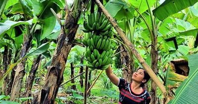 'Cứu' ngành chuối khỏi căn bệnh gây thất thoát hàng triệu USD mỗi năm
