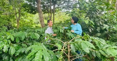 Khát vọng trên đồi Pun