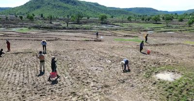 Mùa lên rẫy trỉa lúa ở vùng cao Gia Lai
