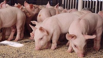 Giá heo hơi hôm nay 30/5: Miền Bắc và miền Trung – Tây Nguyên giảm nhẹ, TP. Huế thấp nhất cả nước với 66.000 đồng/kg