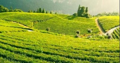 Thưởng trà trên mây, nghe chuyện văn hóa người Tày