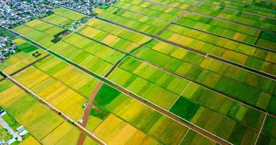 Mùa vàng rực rỡ bên tuyến đường ven biển Hưng Yên