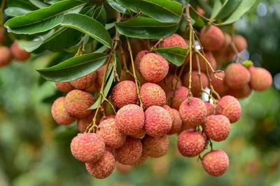 Loại trái cây đặc trưng của mùa hè, nhiều người mê nhưng một số nhóm người nên hạn chế ăn