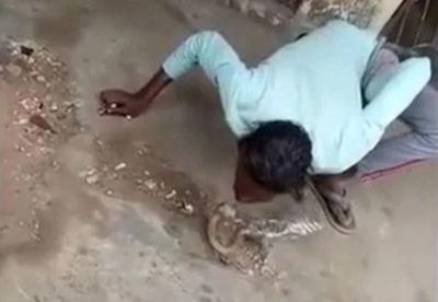 Hôn rắn hổ mang, người đàn ông bị cắn thẳng vào môi