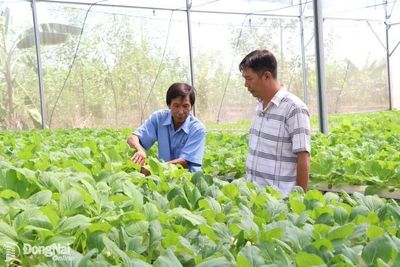 Phát triển rau sạch theo chuỗi cung ứng khép kín