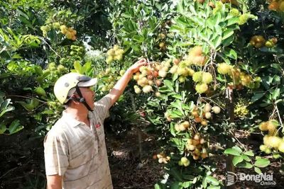 Tăng lợi thế cạnh tranh cho cây chôm chôm