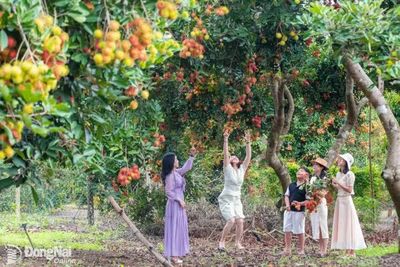 Tuần lễ tôn vinh trái cây và sản phẩm OCOP phường Bảo Vinh năm 2026 sẽ diễn ra từ ngày 18 đến 20-6