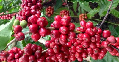 Đồng loạt tăng 1.400 đồng, giá cà phê nội địa vượt mốc 89.000 đồng/kg
