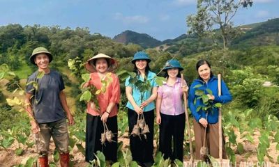 Hỗ trợ hội viên nông dân trồng 500 cây giống hồng giòn Nhật Bản
