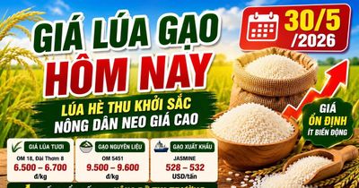 Giá lúa gạo hôm nay 30/5/2026: Gạo xuất khẩu giữ lợi thế
