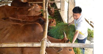 Những mô hình kinh tế tiêu biểu ở Phong Dụ Hạ