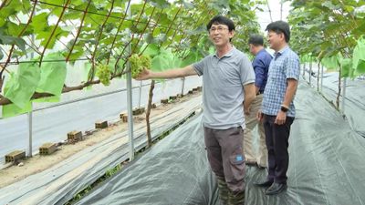 Phát triển 'nông nghiệp đô thị' theo hướng hữu cơ, an toàn