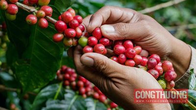 Giá cà phê hôm nay 30/5: Giá lao dốc khi Brazil chuẩn bị tăng tốc thu hoạch