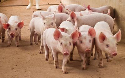 Ngày 30/5: Giá heo hơi tại miền Bắc và miền Trung tiếp tục giảm