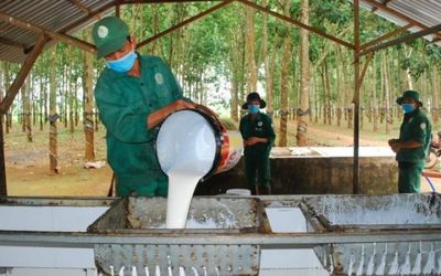 Ngày 30/5: Giá cao su thế giới biến động trái chiều, trong nước ổn định