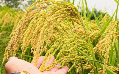 Ngày 30/5: Giá lúa tươi tại Đồng bằng sông Cửu Long tăng - giảm trái chiều