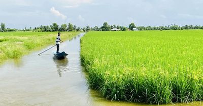 Một chiếc cảm biến và nắm rơm giúp nông dân ĐBSCL tiết kiệm tới 58% nước tưới